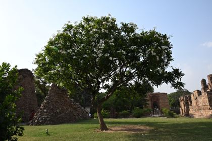 DSC_0498.JPG