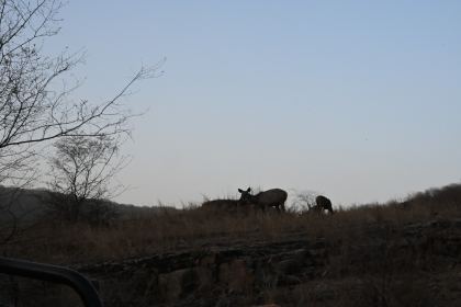 DSC_1411.JPG