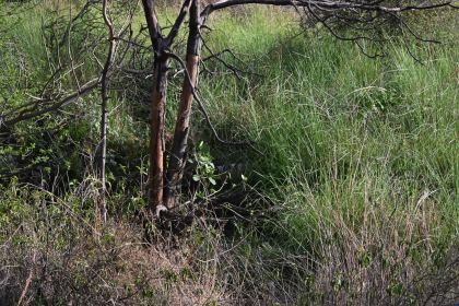 DSC_1587.JPG