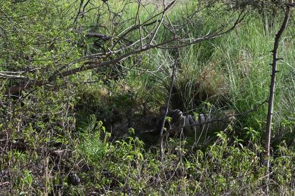 DSC_1641.JPG
