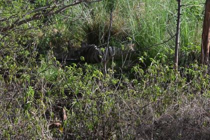 DSC_1661.JPG