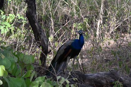 DSC_1704.JPG