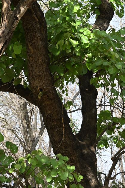 DSC_1718.JPG
