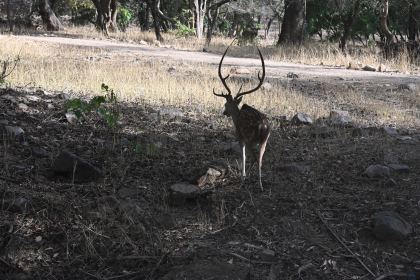 DSC_1811.JPG
