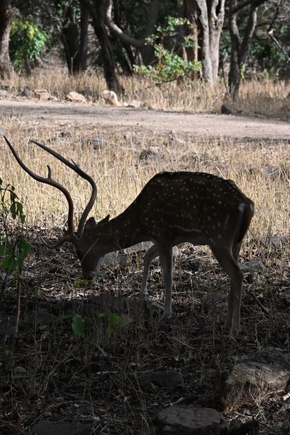 DSC_1821.JPG