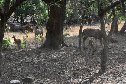 DSC_1884.JPG