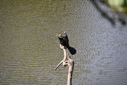 DSC_2097.JPG