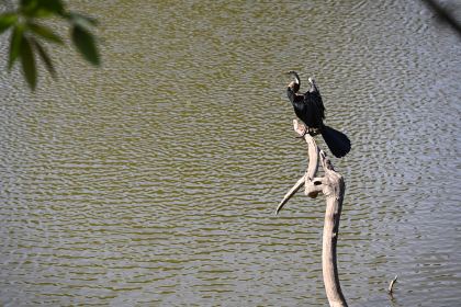 DSC_2100.JPG