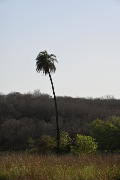 DSC_2241.JPG