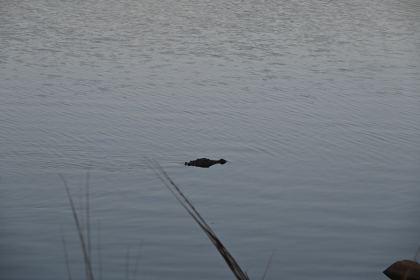 DSC_2291.JPG