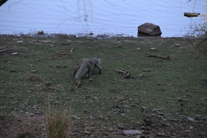 DSC_2303.JPG