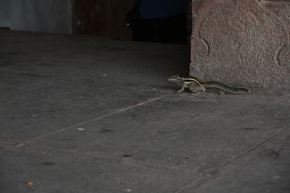 DSC_2484.JPG