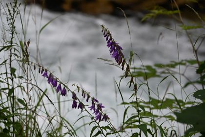 DSC_3765.JPG