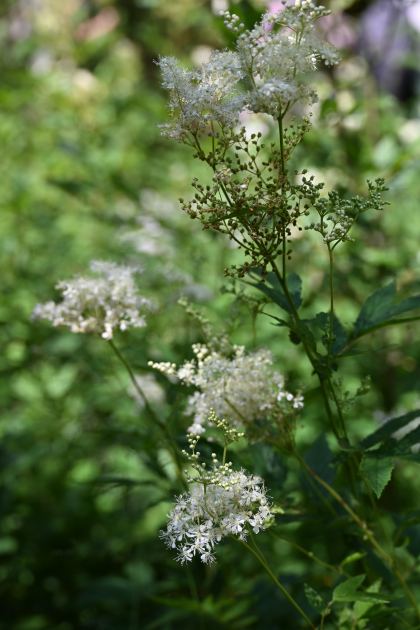 DSC_4140.JPG