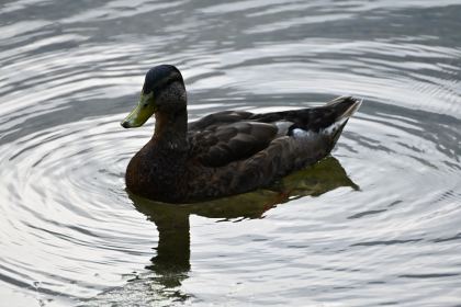 DSC_4206.JPG