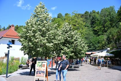 DSC_4774.JPG