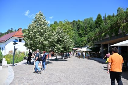 DSC_4775.JPG