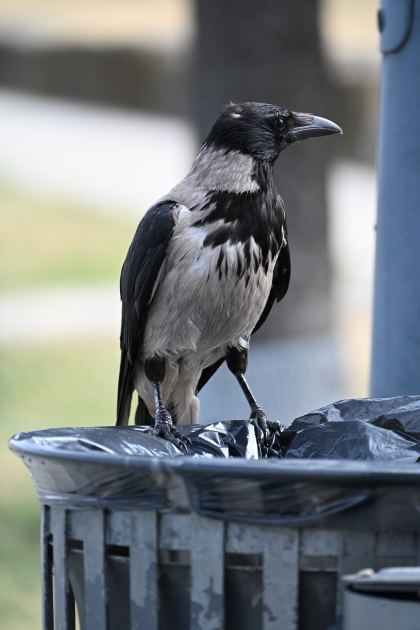 DSC_5174.JPG