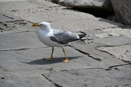 DSC_5340.JPG