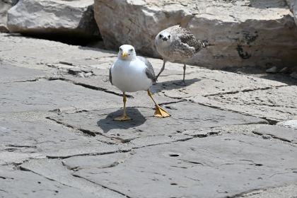 DSC_5343.JPG