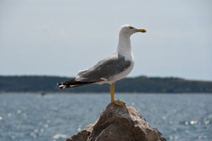DSC_5351.JPG