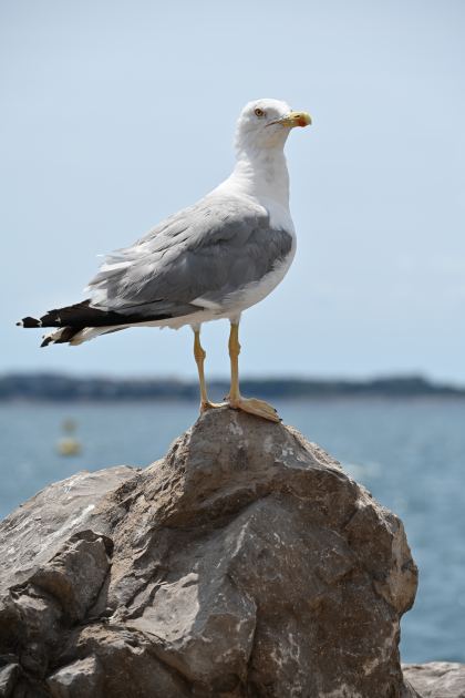 DSC_5355.JPG